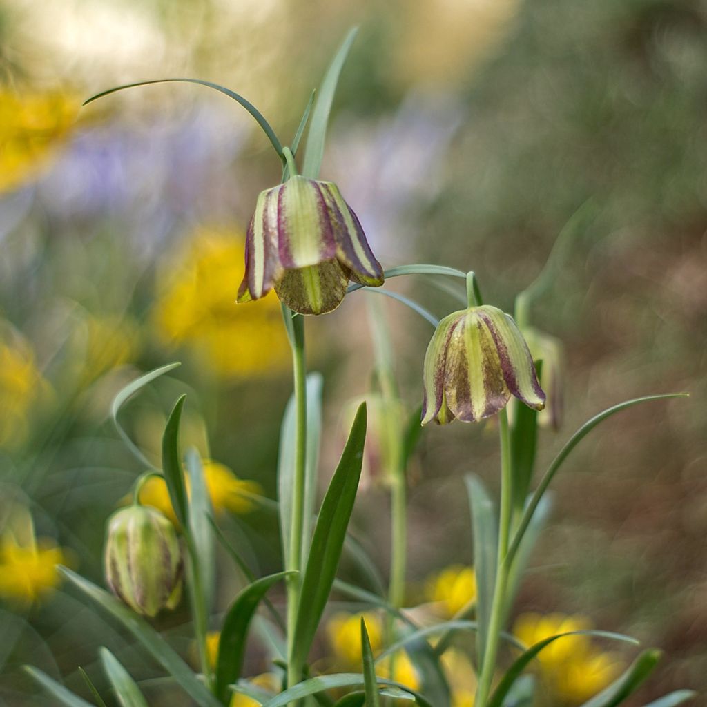 Fritillaria olivieri - Fritillaire botanique