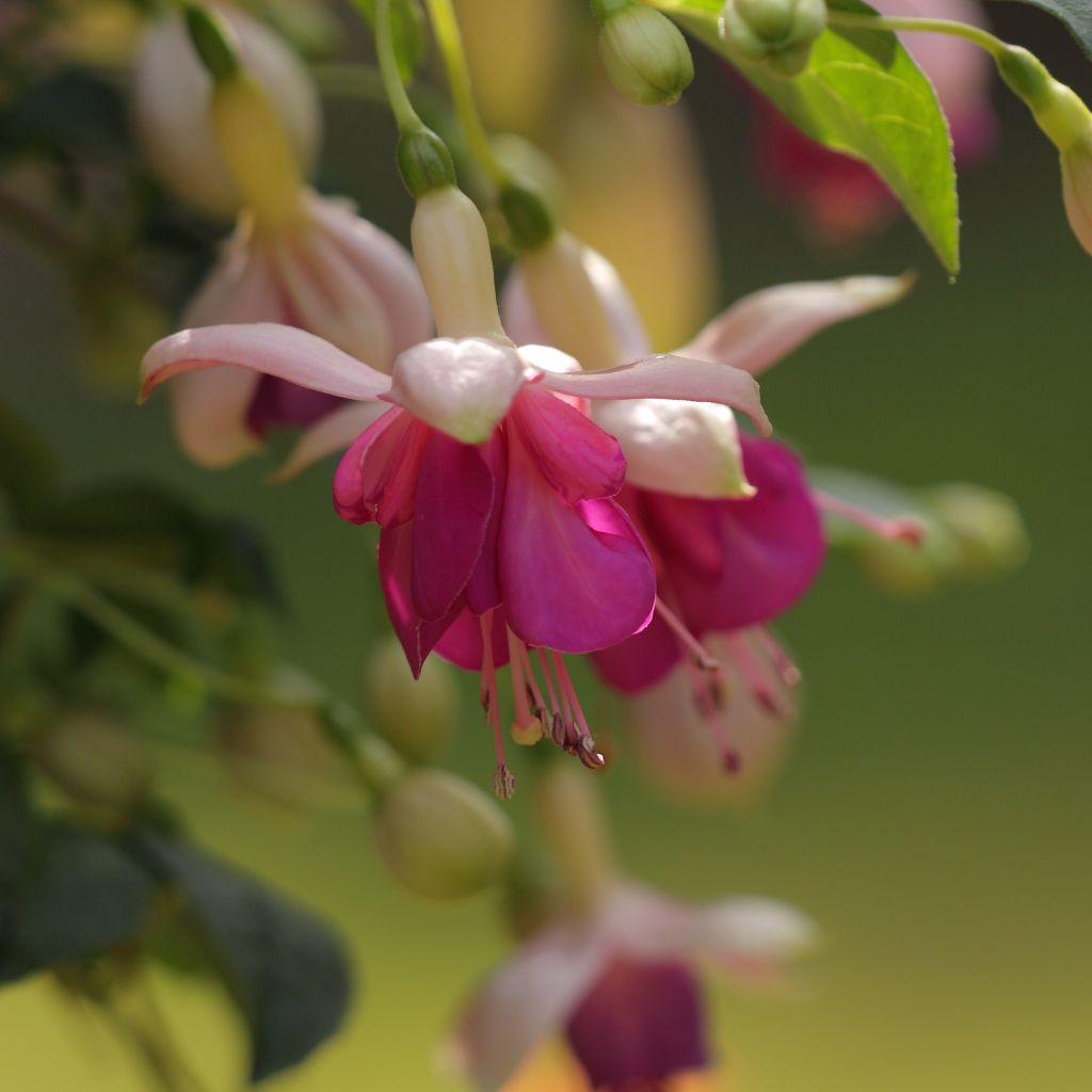 Fuchsia Retombant Bella Rosella