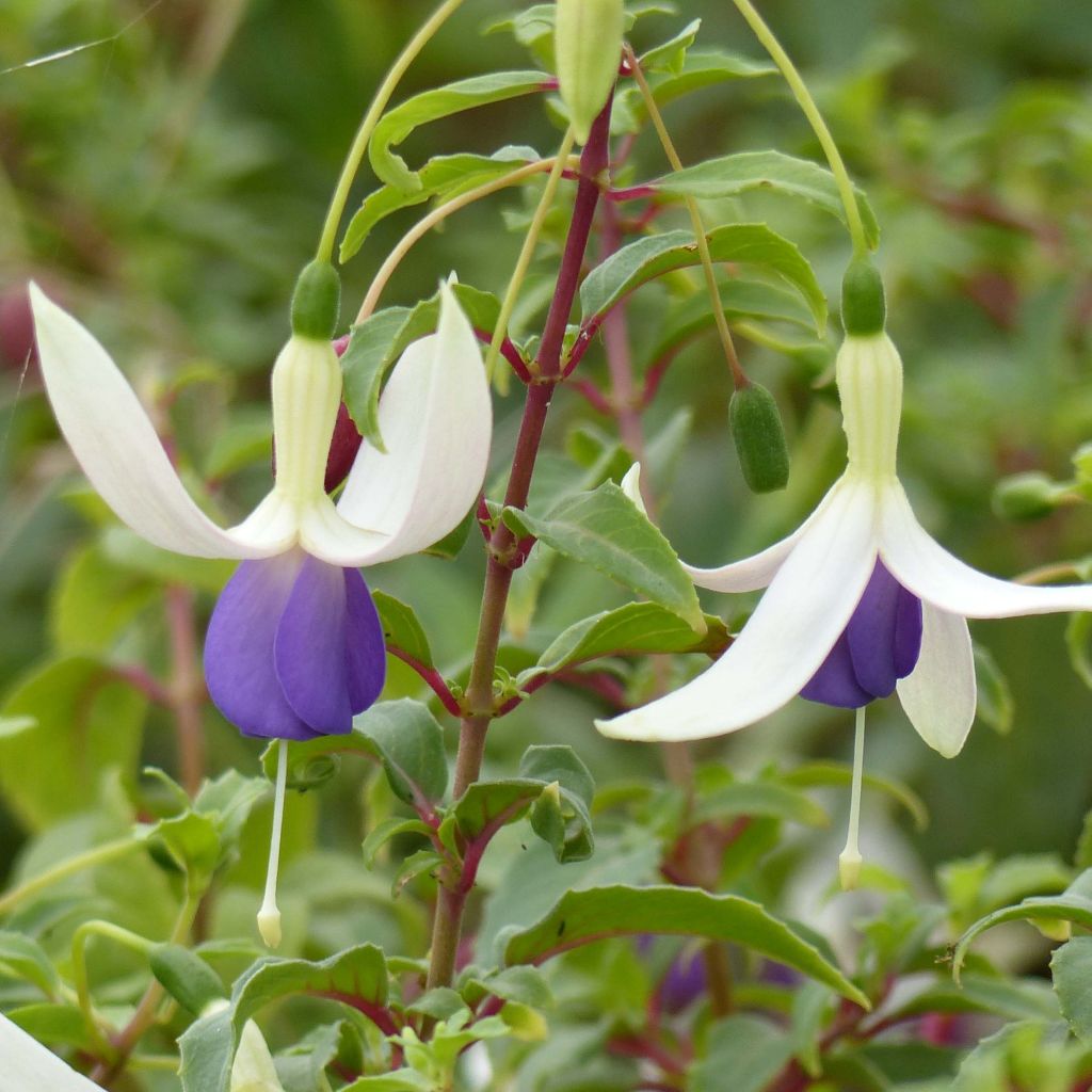 Fuchsia Blue Sarah