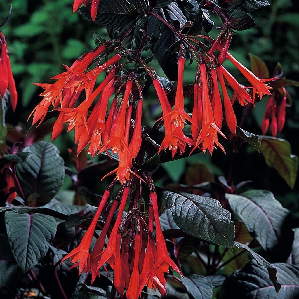 Fuchsia Bush Gartenmeister Bonstedt