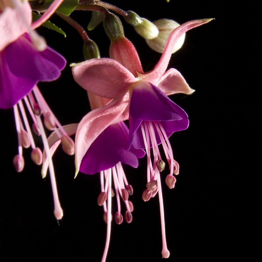 Fuchsia semi-retombant Rosalien