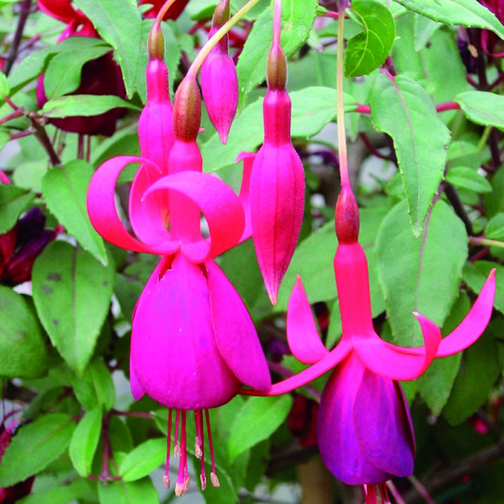 Fuchsia x hybrida Charming