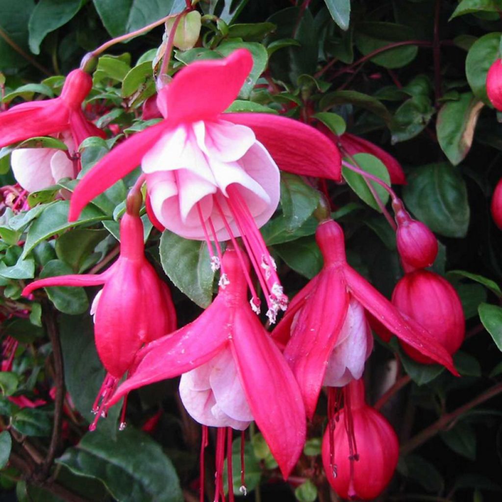 Fuchsia x hybrida Connie