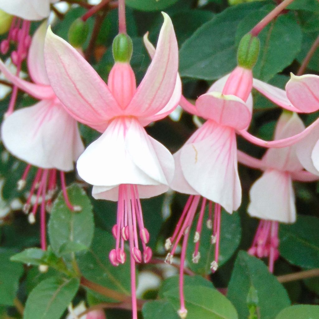 Fuchsia Elma-Hendricks