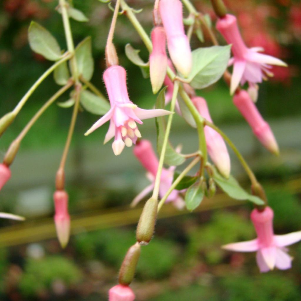 Fuchsia First Success