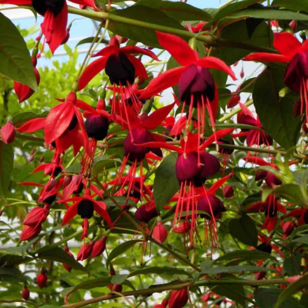 Fuchsia  Lady Boothby