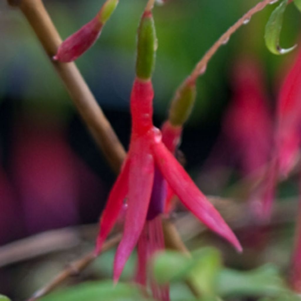 Fuchsia magellanica Riccartonii