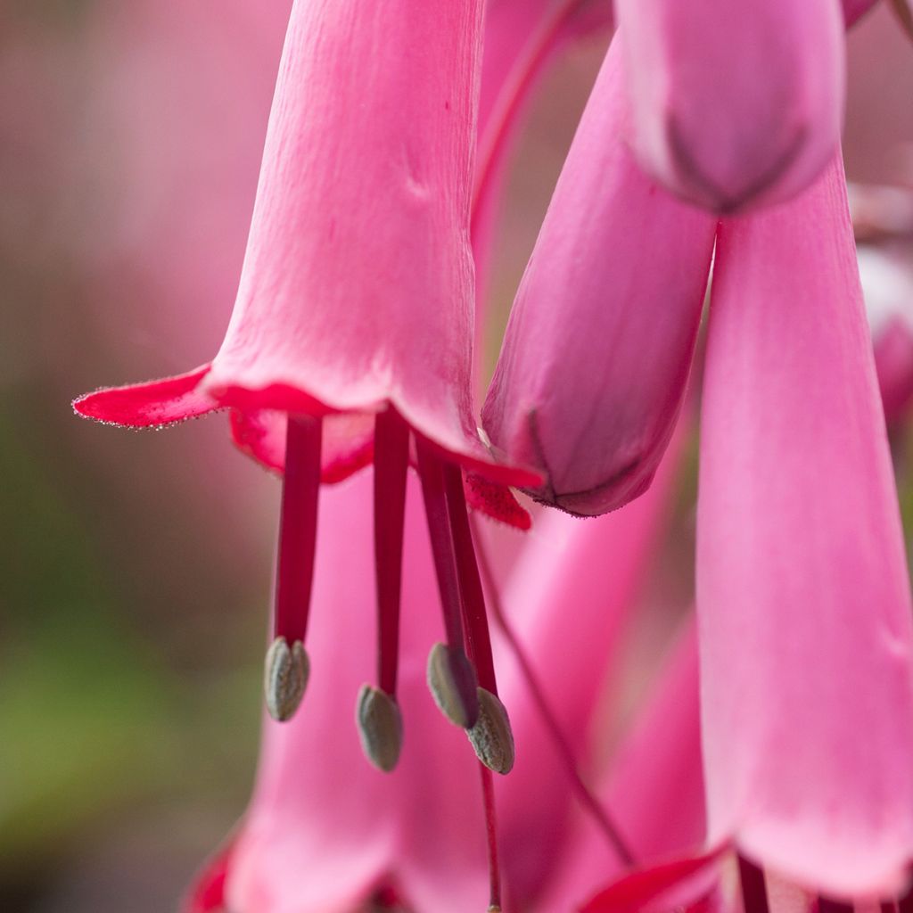 Phygelius Funfare Wine - Cape Fuchsia