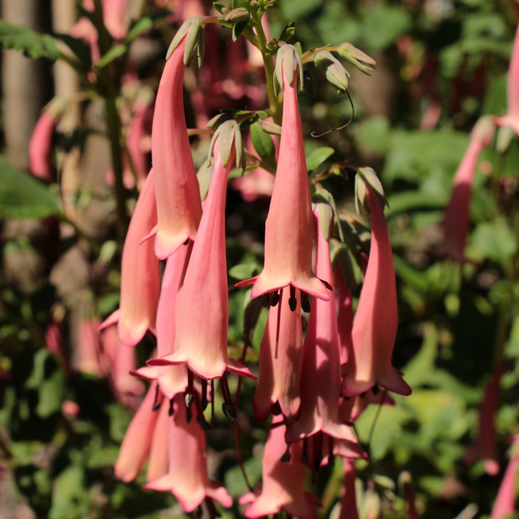 Phygelius aequalis Pink Trumpet - Cape Fuchsia