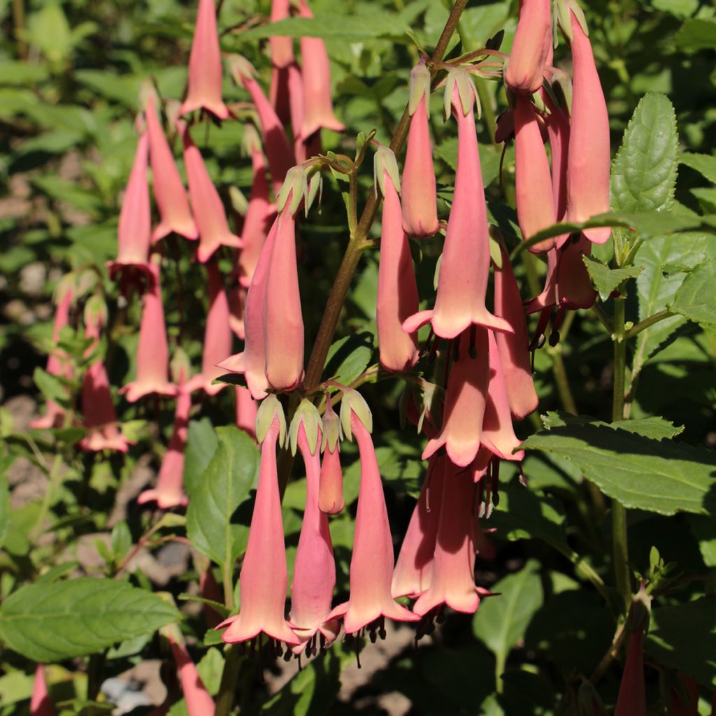 Phygelius aequalis Pink Trumpet - Cape Fuchsia