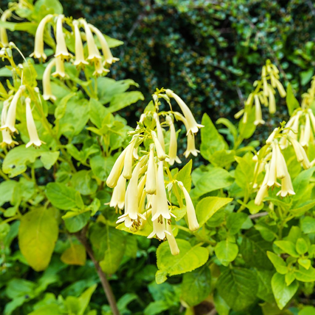 Phygelius aequalis Yellow Trumpet - Cape Fuchsia