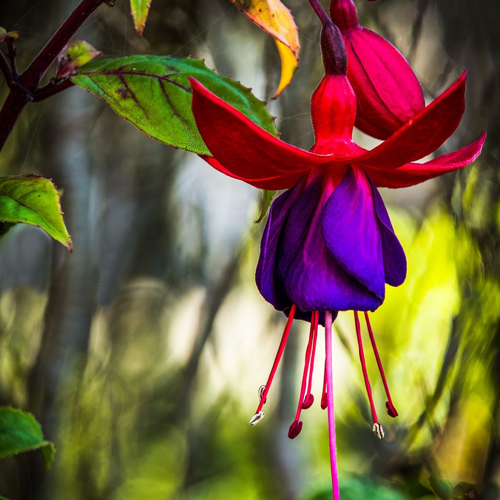 Fuchsia Lady Boothby