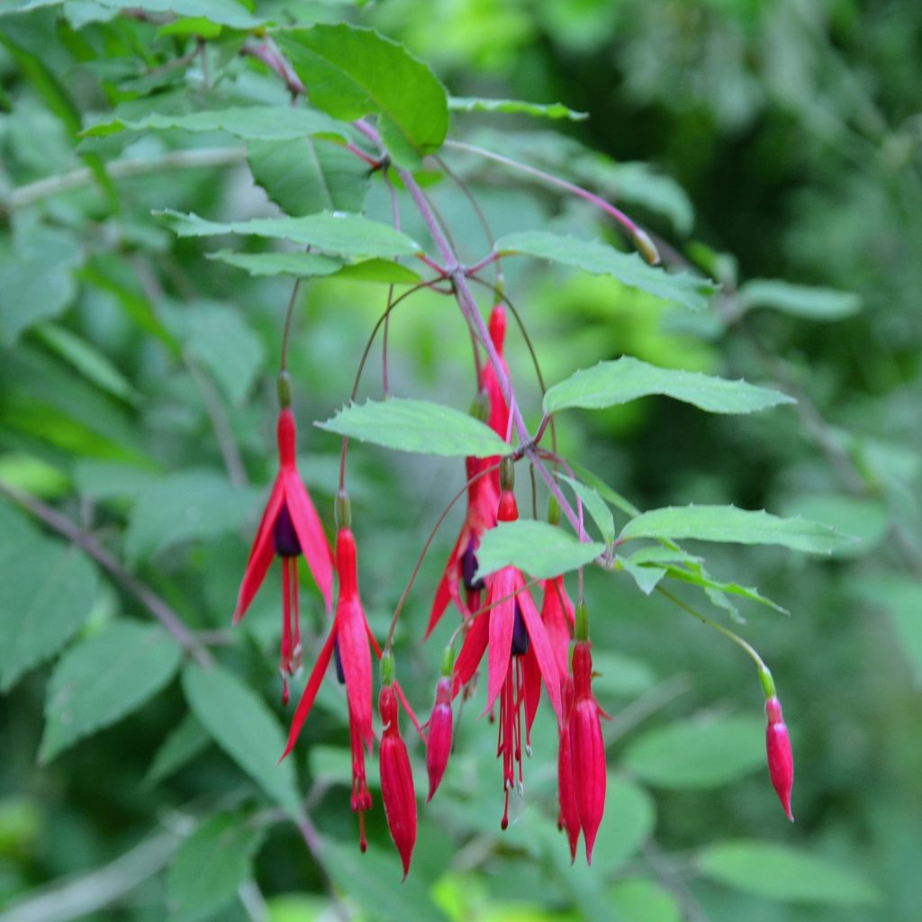 Fuchsia magellanica