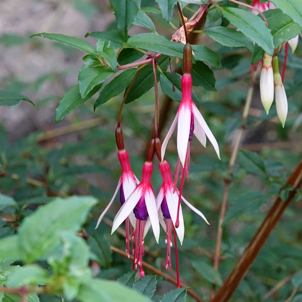 Fuchsia magellanica Arauco