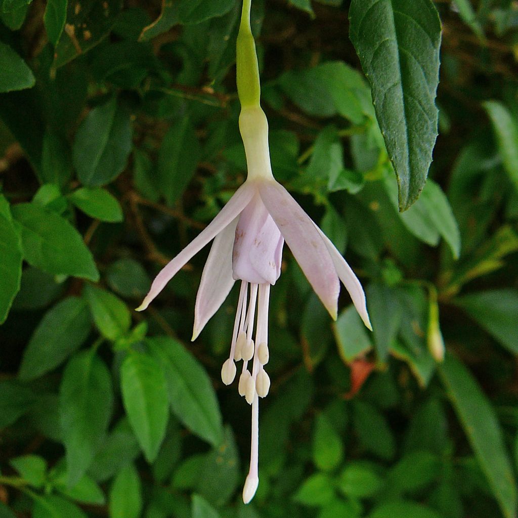 Fuchsia magellanica var. molinae