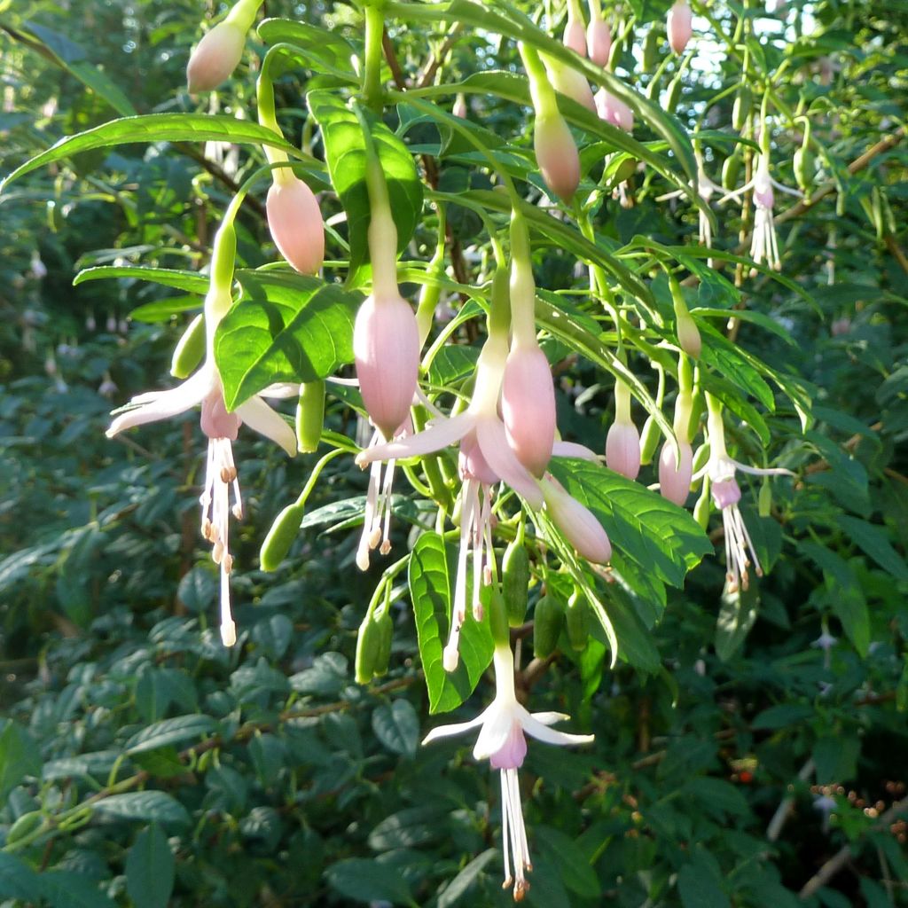 Fuchsia magellanica var. molinae