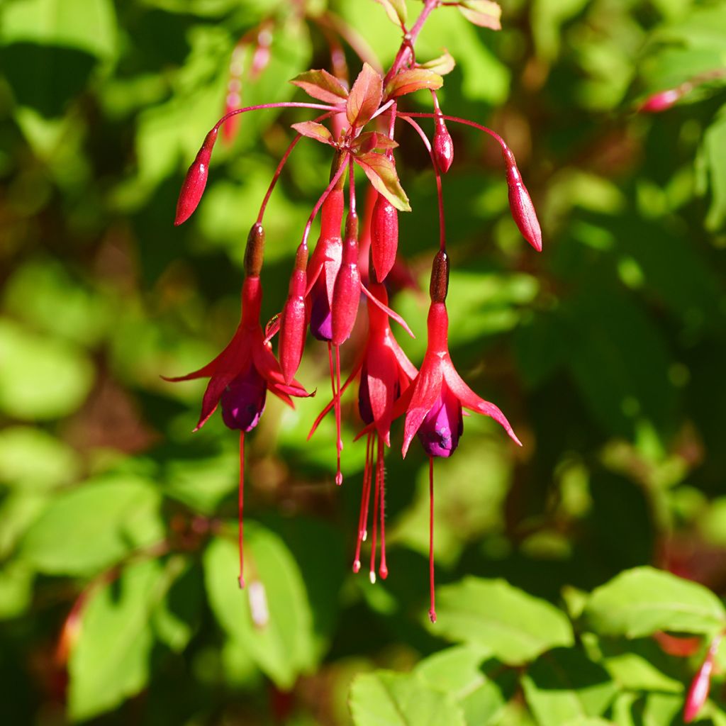 Fuchsia magellanica Riccartonii