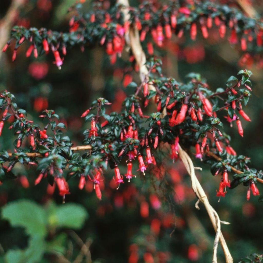 Fuchsia microphylla ssp. hemschleiana