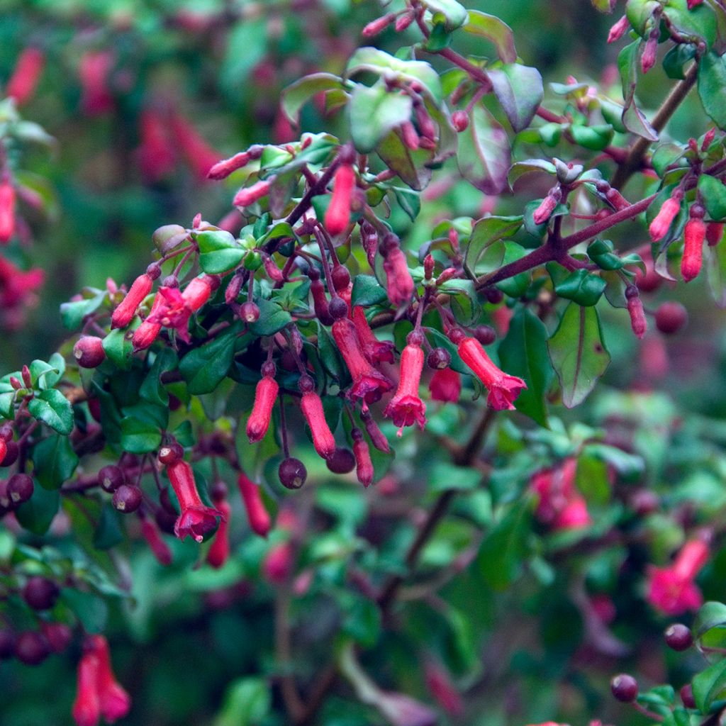 Fuchsia microphylla subsp. hemschleiana subsp. hemschleiana