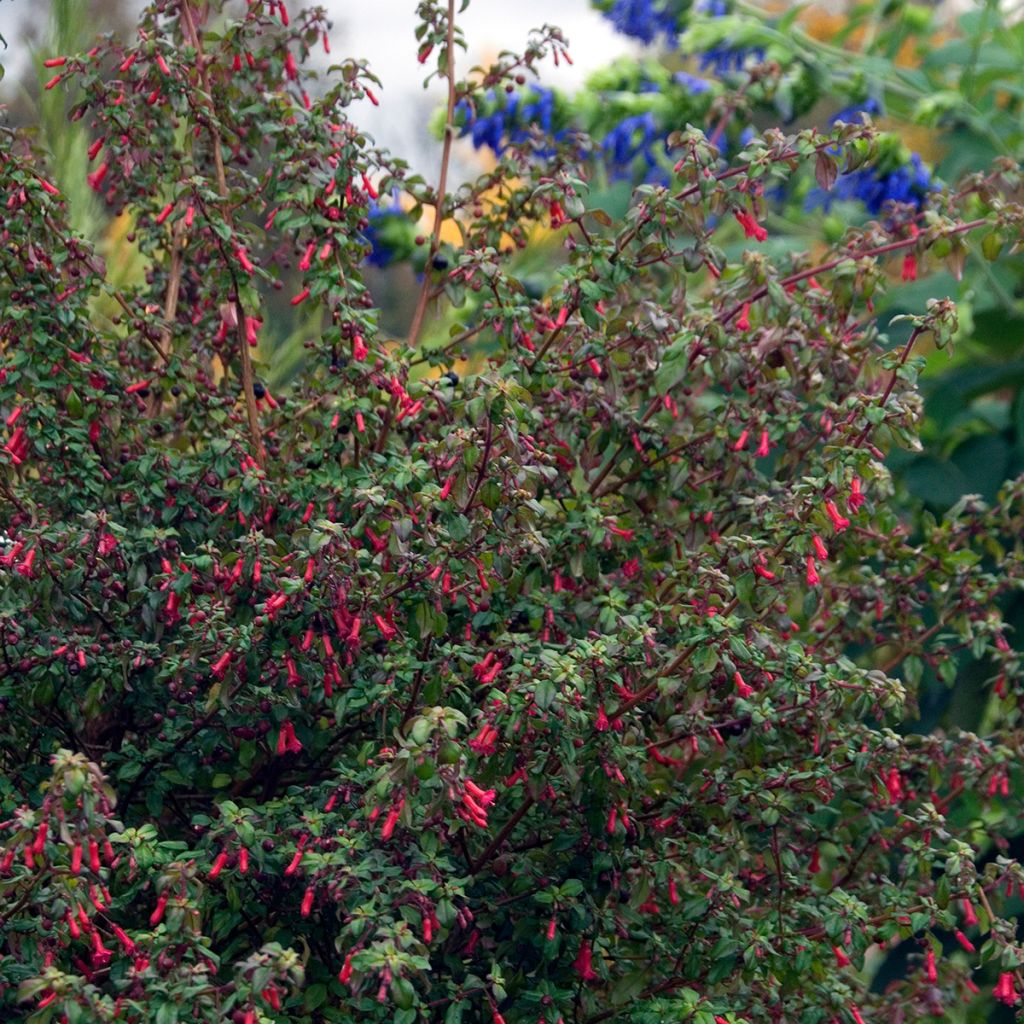 Fuchsia microphylla subsp. hemschleiana subsp. hemschleiana