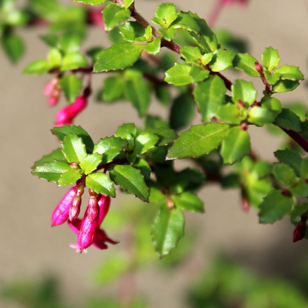 Fuchsia microphylla subsp. microphylla