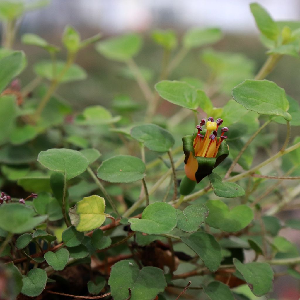 Fuchsia procumbens