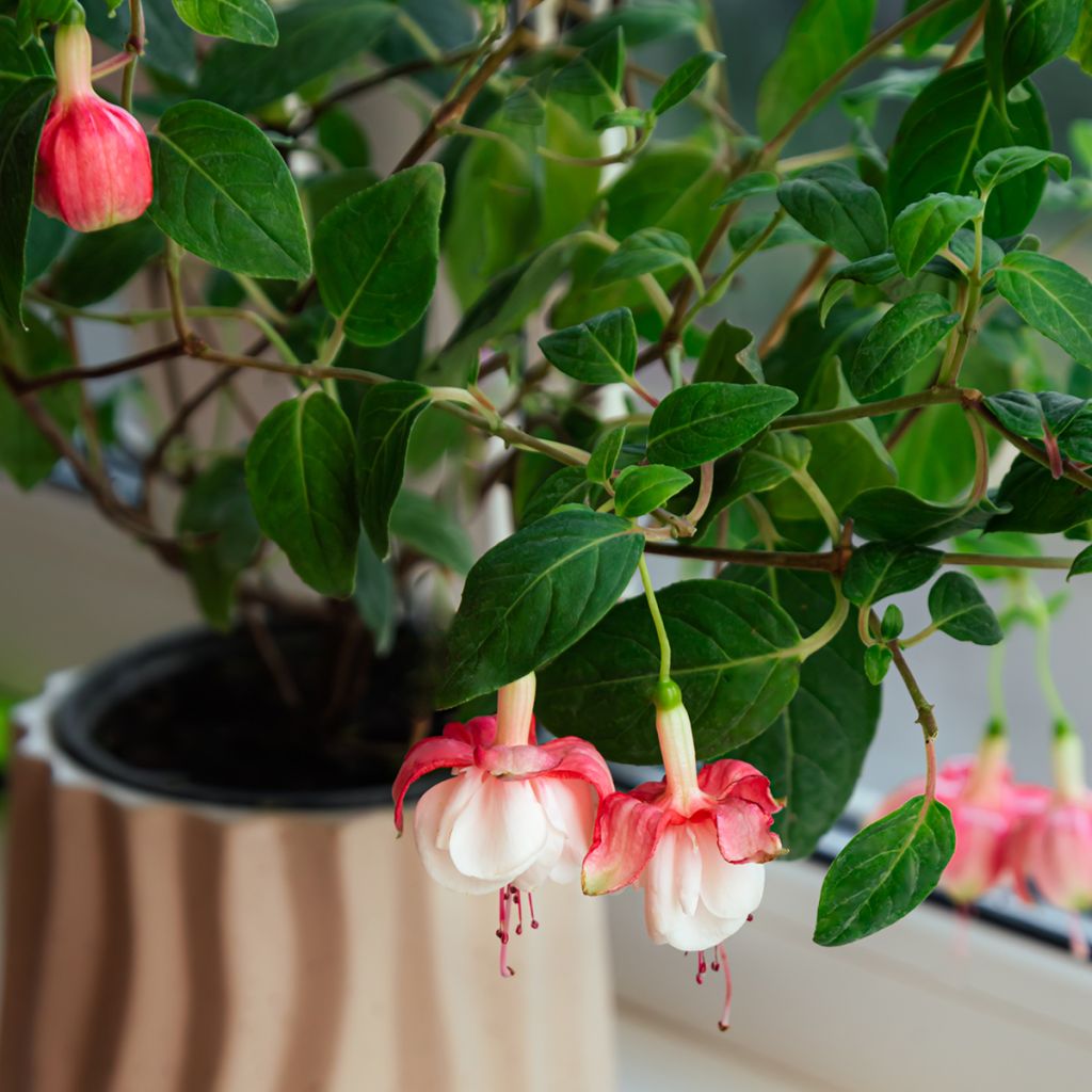 Fuchsia hybrida Alice Hoffman