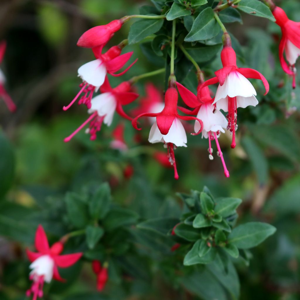 Fuchsia hybrida Alice Hoffman