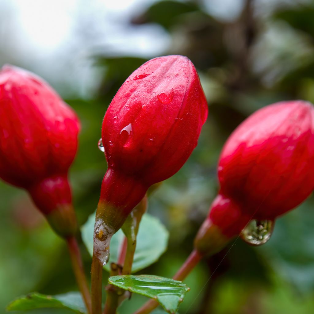 Fuchsia hybrida Alice Hoffman