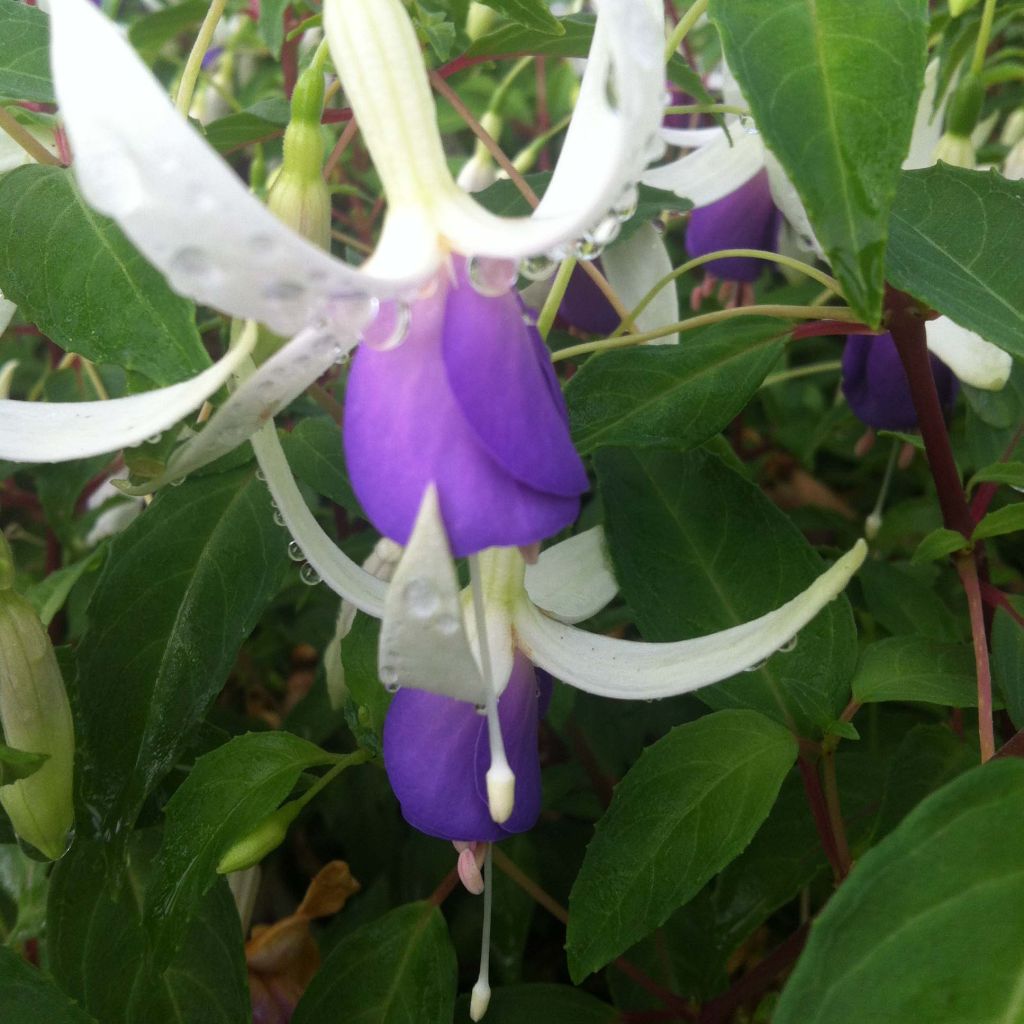 Fuchsia x hybrida Blue Sarah