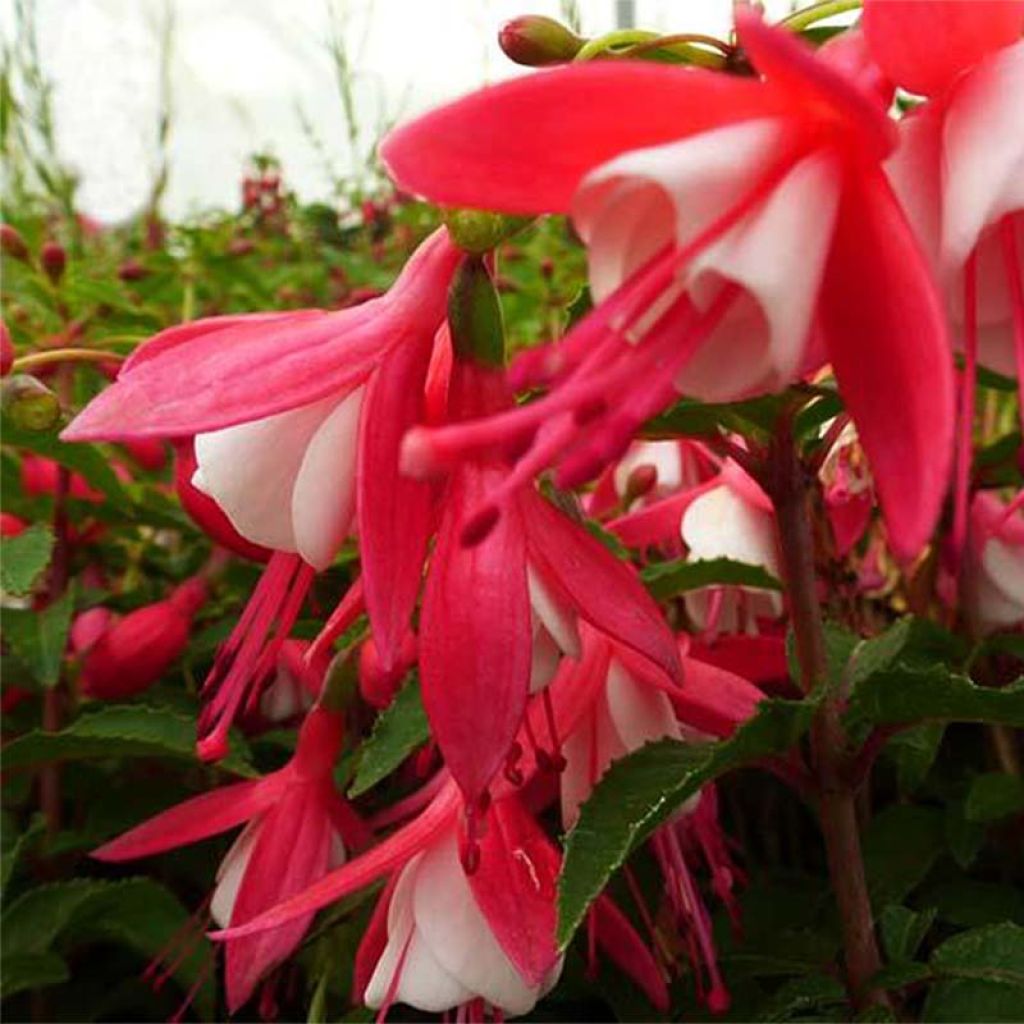 Fuchsia rustique Lady Thumb