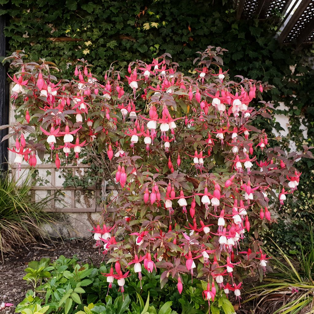 Fuchsia venusta Lady Thumb