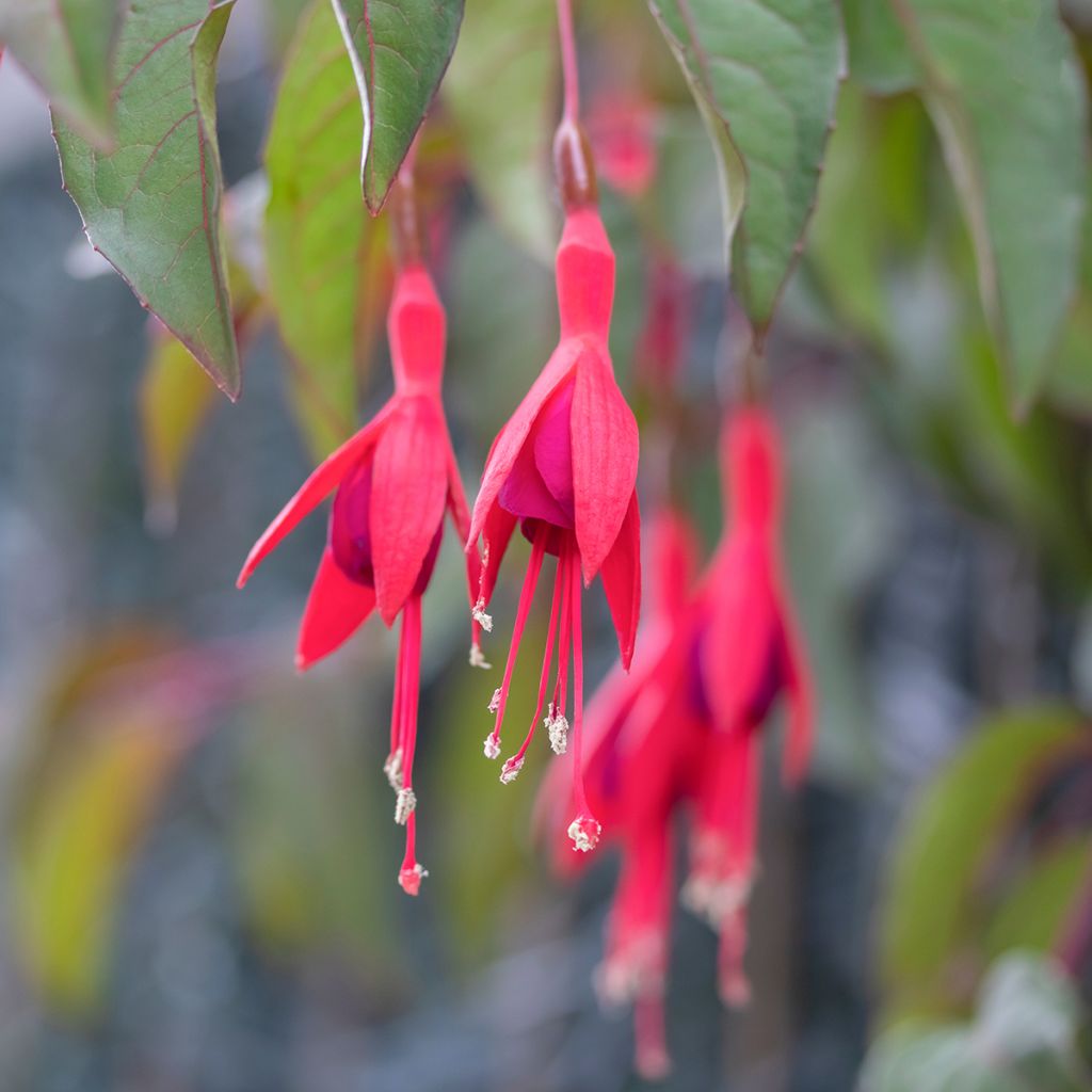 Fuchsia Mrs Popple