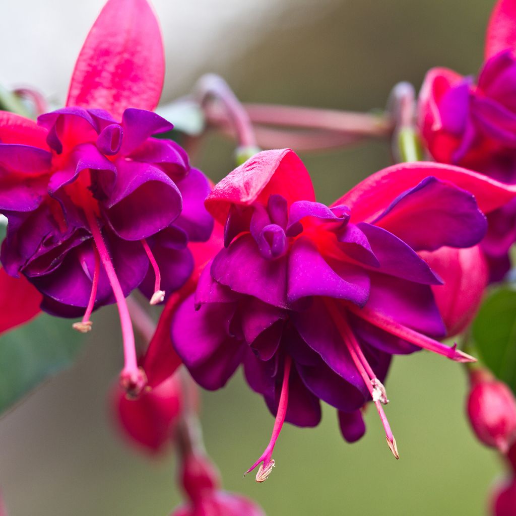 Fuchsia Princess Dollar