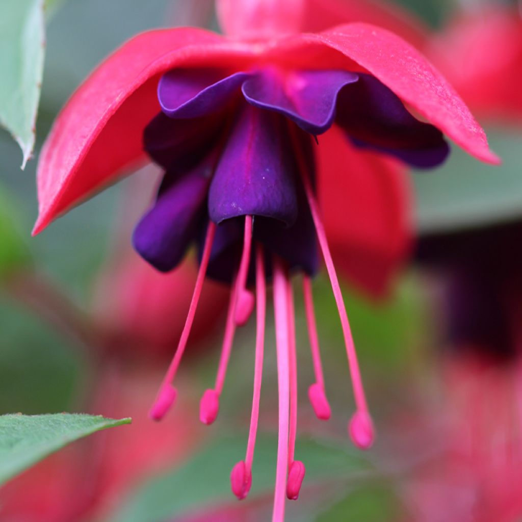 Fuchsia Princess Dollar