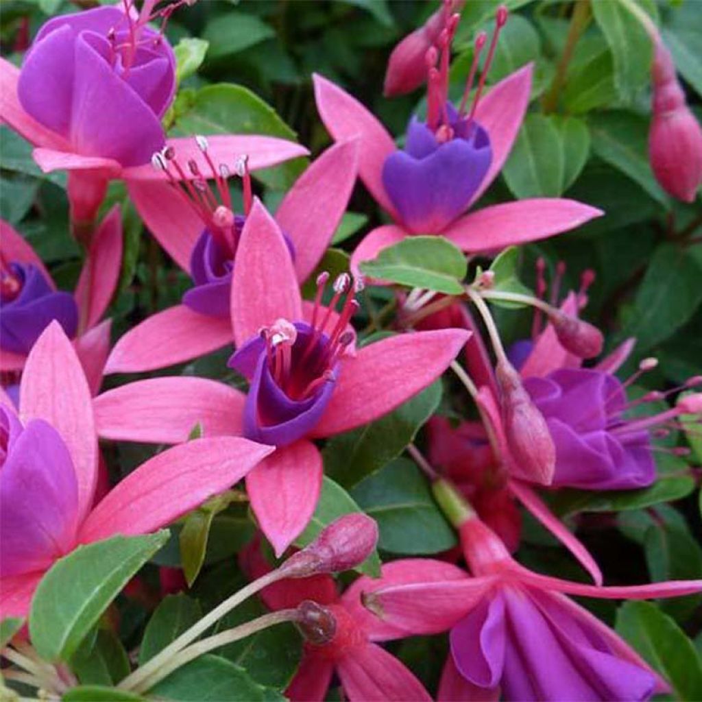 Fuchsia (x) venusta Tom Thumb (Tom Pouce)