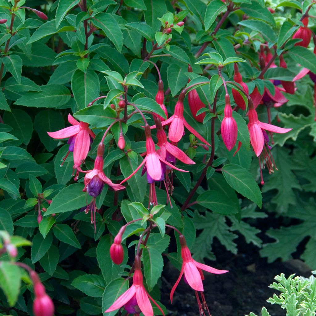 Fuchsia venusta Tom Thumb