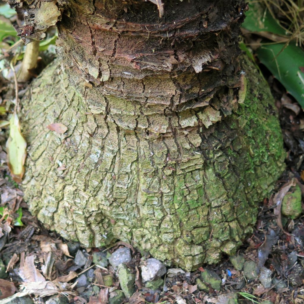 Furcraea macdougallii