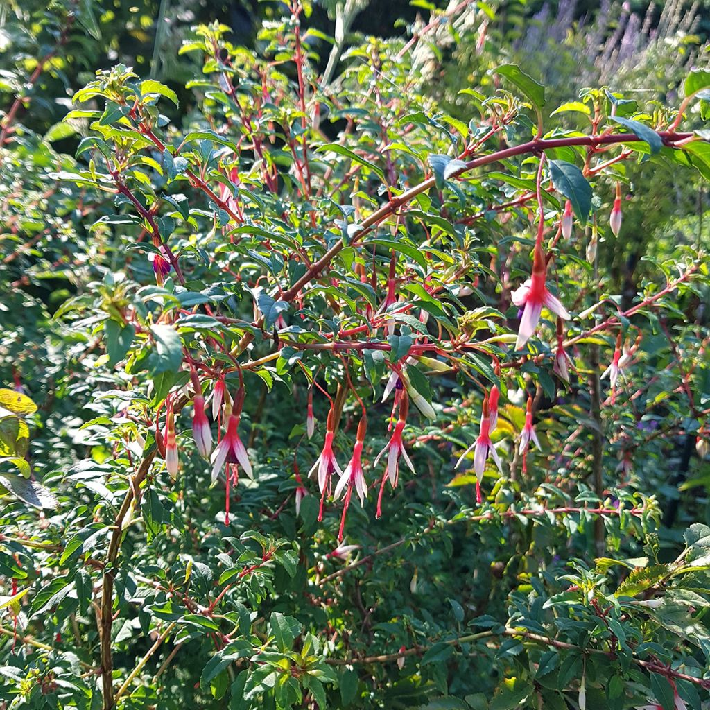 Fuchsia magellanica Arauco