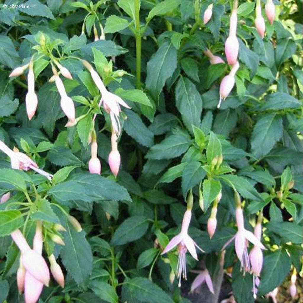 Fuchsia rustique Whiteknights Pearl