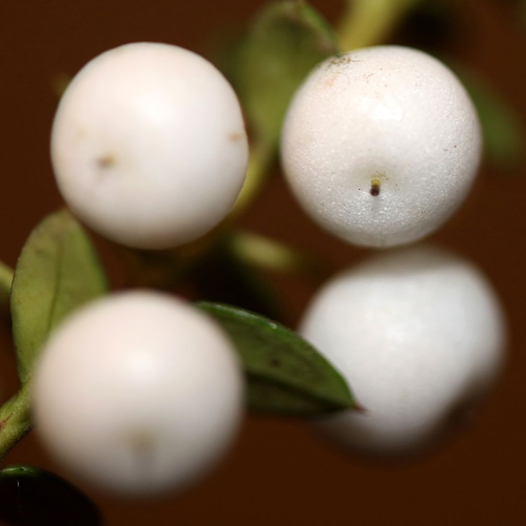 Gaultheria White Pearl