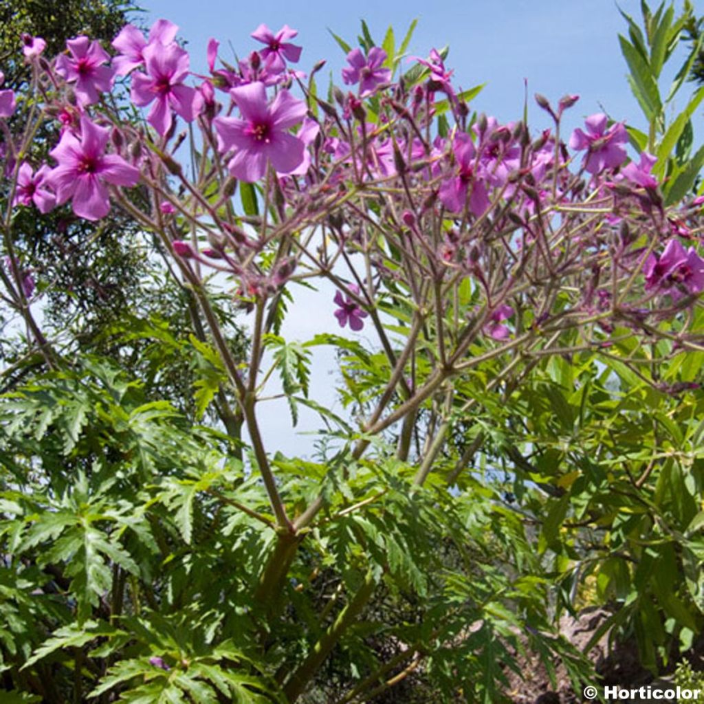 Geranium palmatum