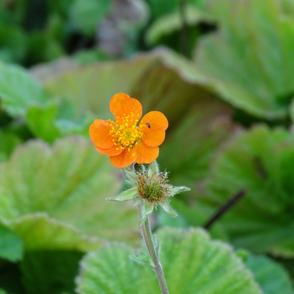 Geum coccineum Borisii - Benoîte orange