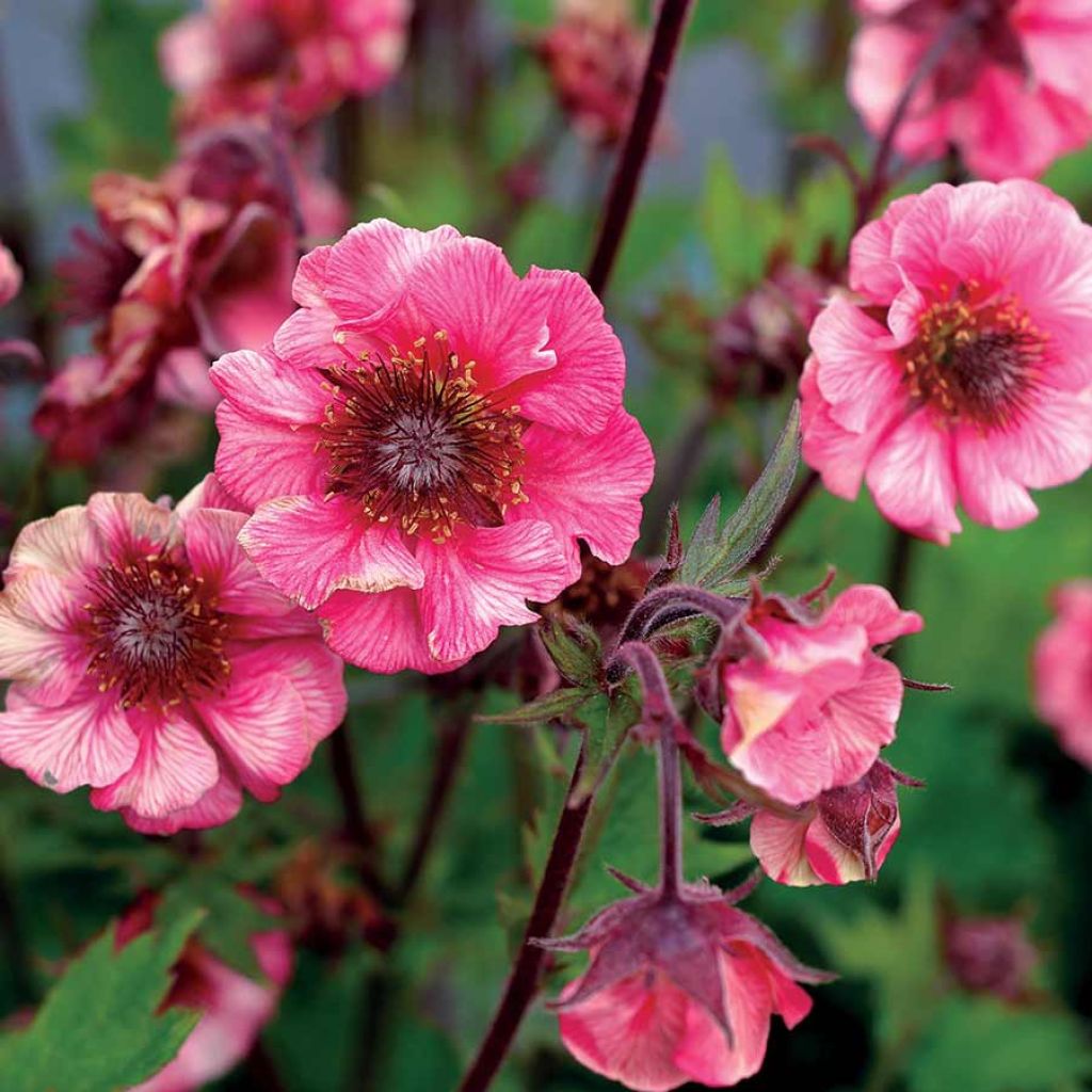 Geum Tempo® Rose - Benoîte