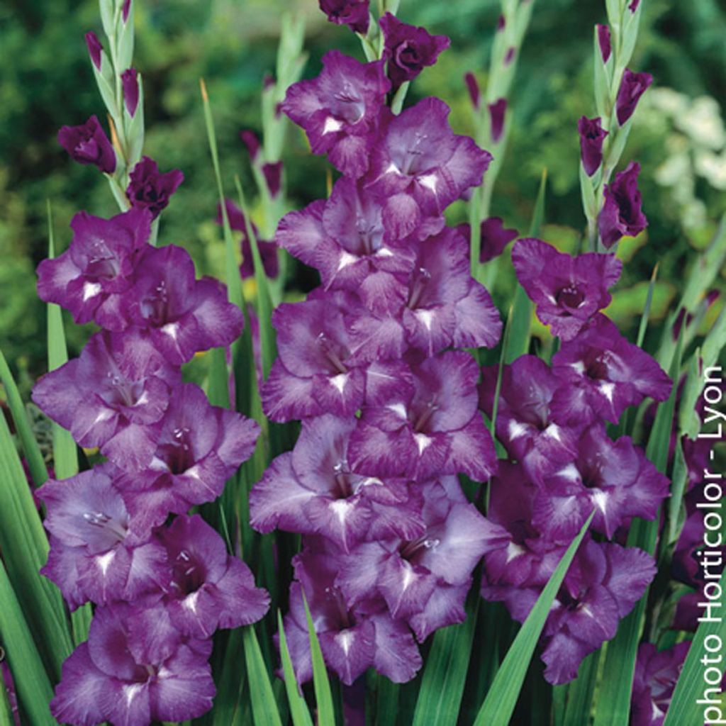 Glaïeul bleu violet foncé - Gladiolus Blue Isle