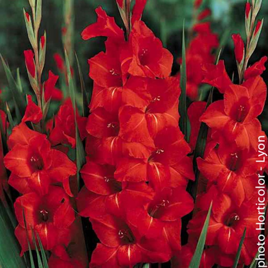 Gladiolus Victor Borge - Sword Lily