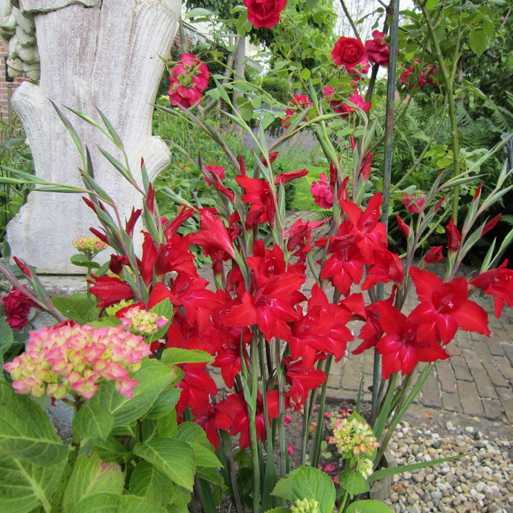 Gladiolus Red Drizzle - Sword Lily