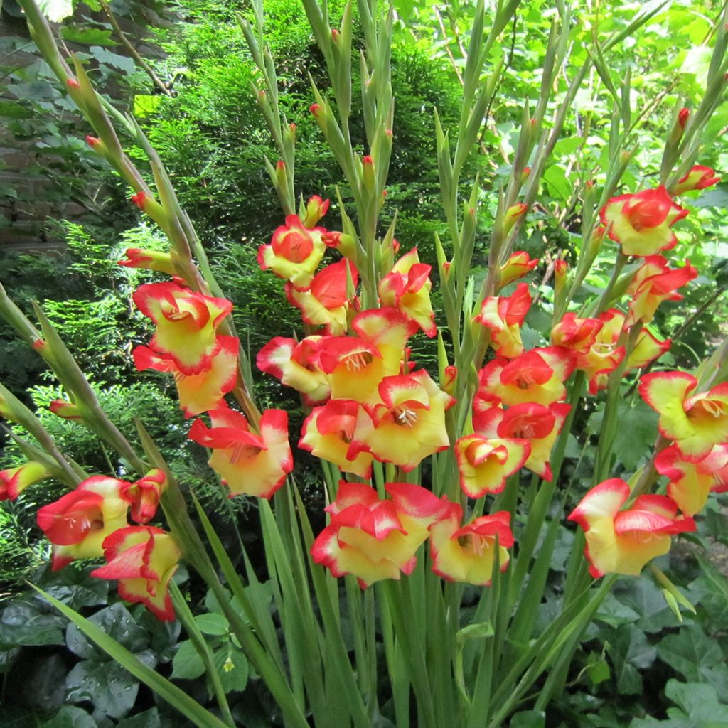 Gladiolus primulinus Las Vegas - Sword Lily