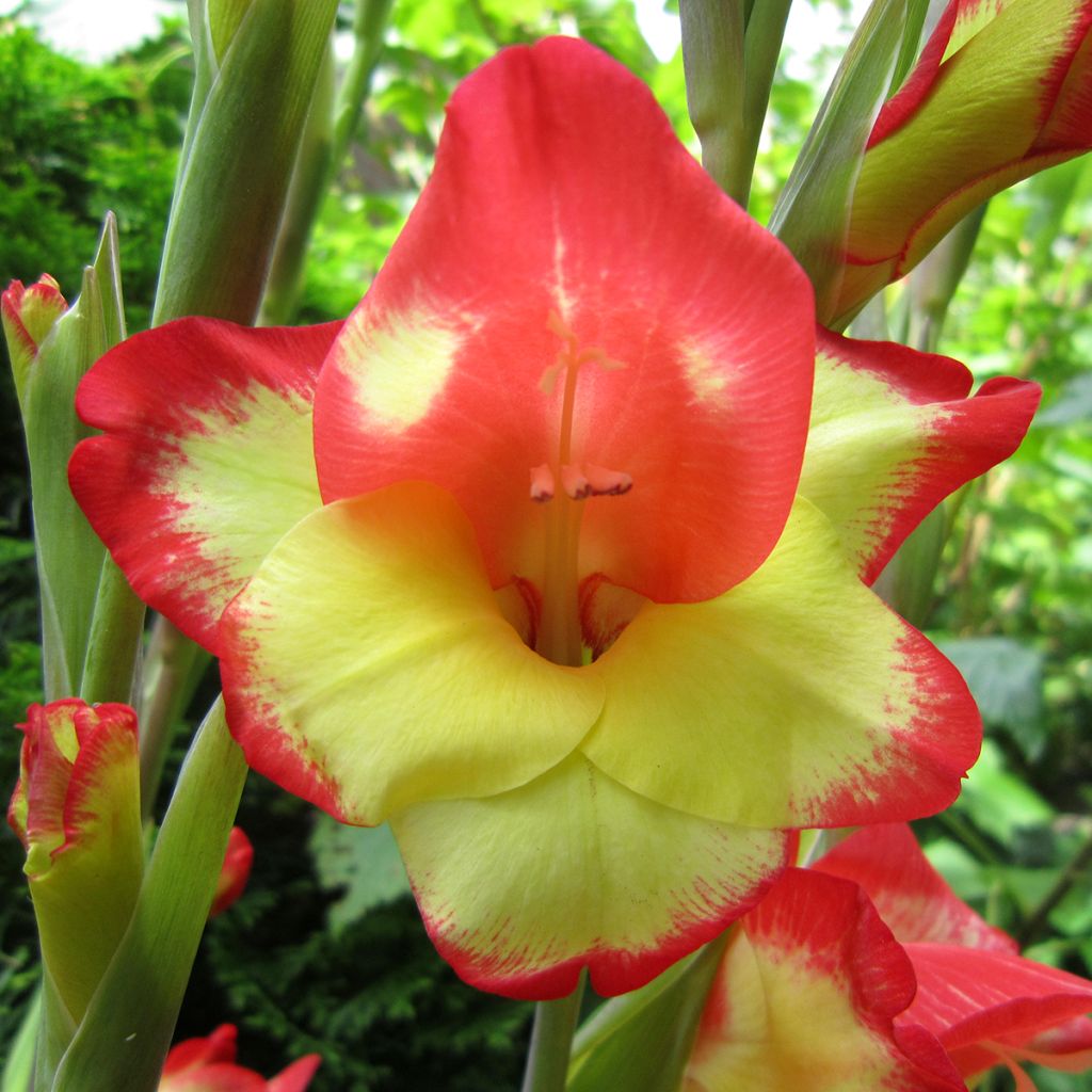 Gladiolus primulinus Las Vegas - Sword Lily