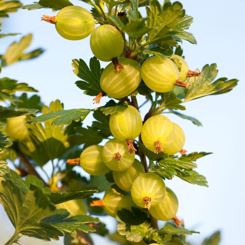 Ribes uva-crispa Crispa 'Goldling'